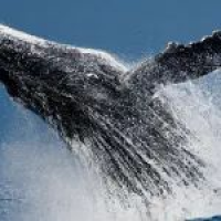 巨鲸主导流动性紧缩，比特币可能达到50000美元