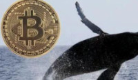 CryptoQuant：鱼池没有大量抛售比特币，抛售潮源自参与过鱼池挖矿的巨鲸